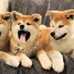 Dogecoin Wannabes Piyasayı Pompalar ve Dökümlerle Taşıyor